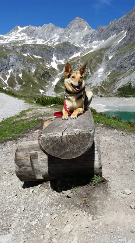 Pipo