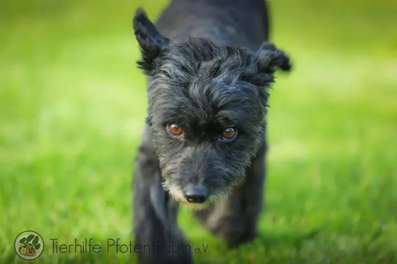 Pippa