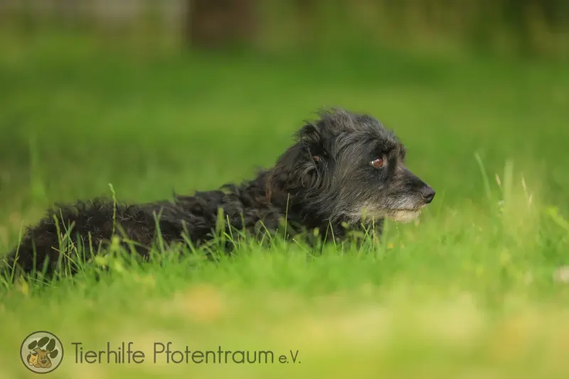 Pippa