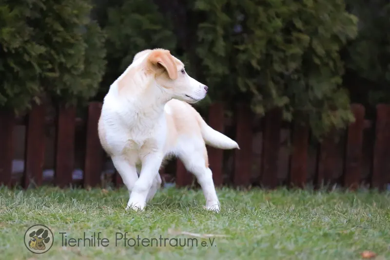 Poldi