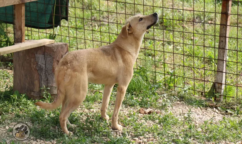 Pongo