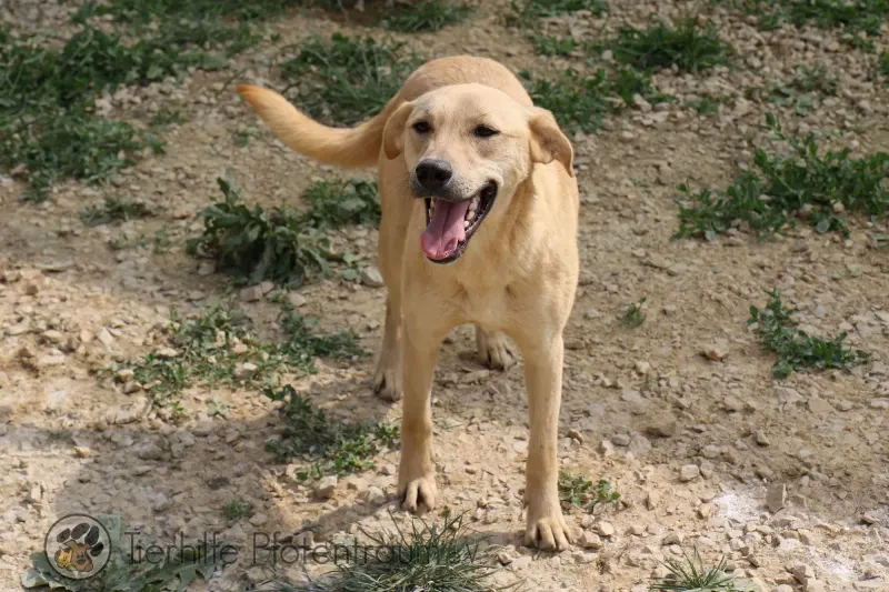 Pongo