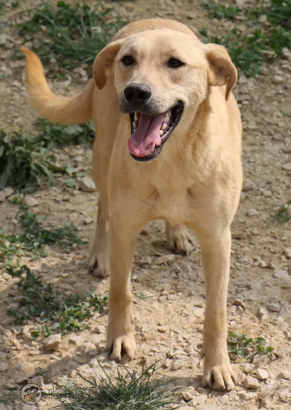 Pongo