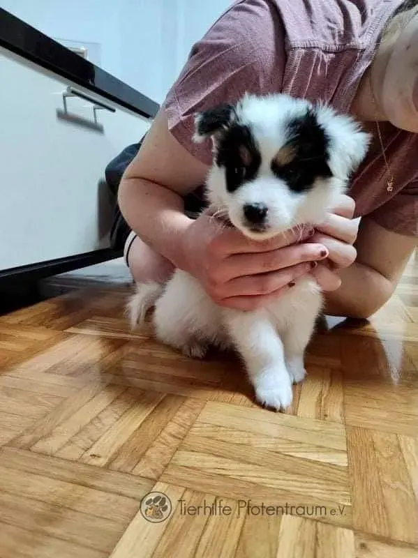 Poppy