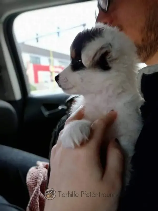 Poppy