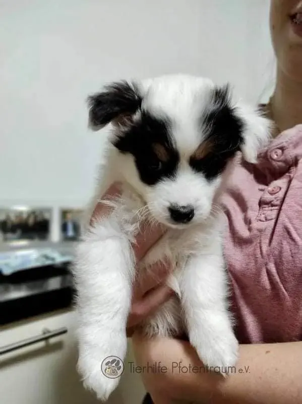 Poppy