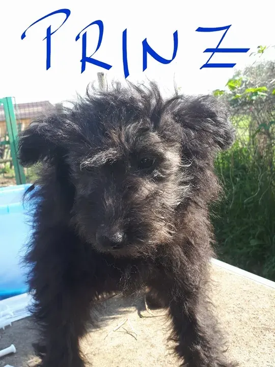 Prinz