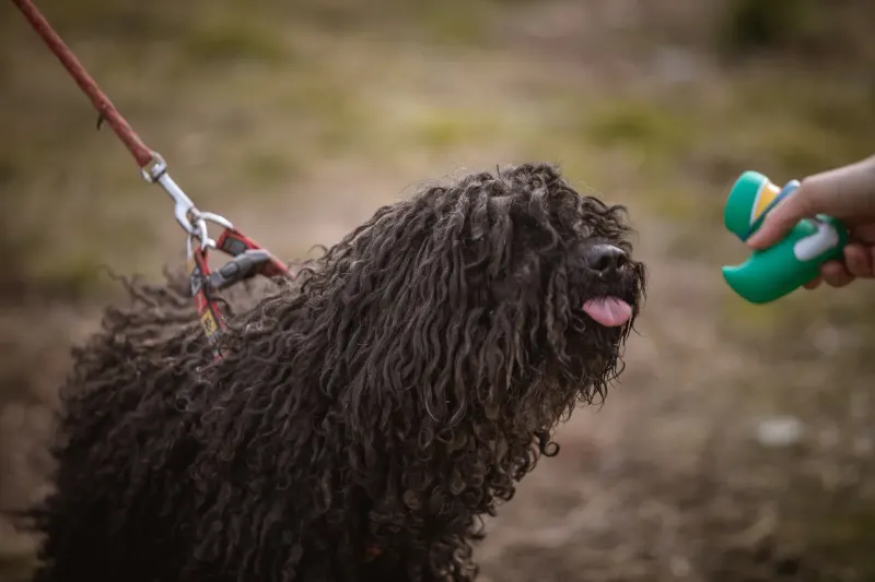 Ragacs