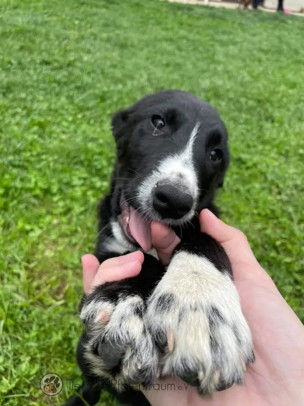 Rambo