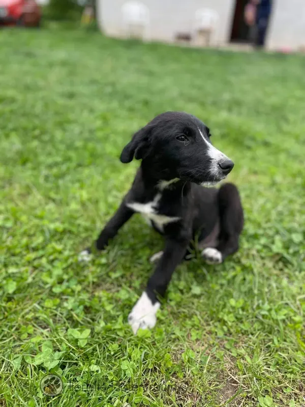 Rambo