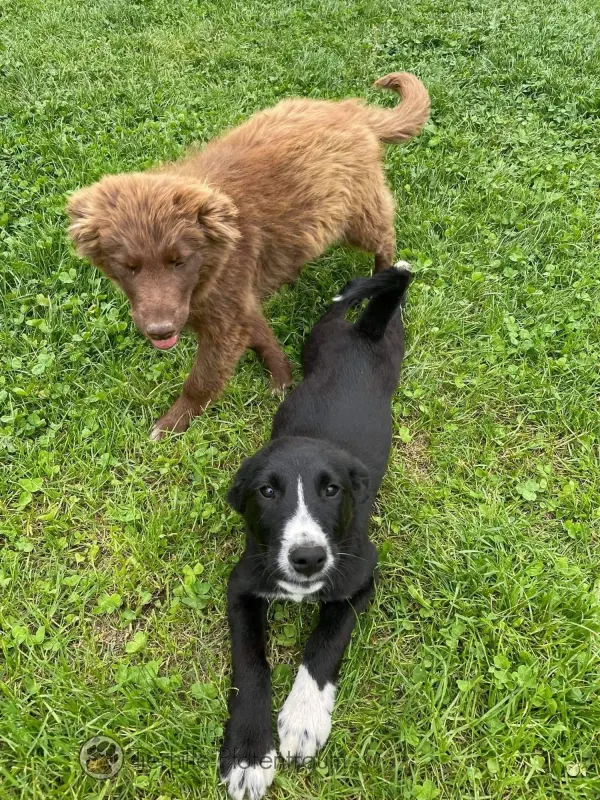 Rambo