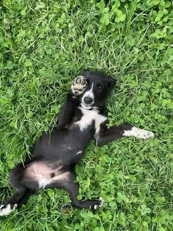Rambo