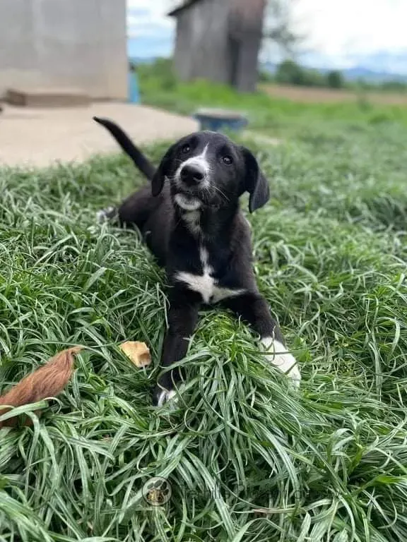Rambo