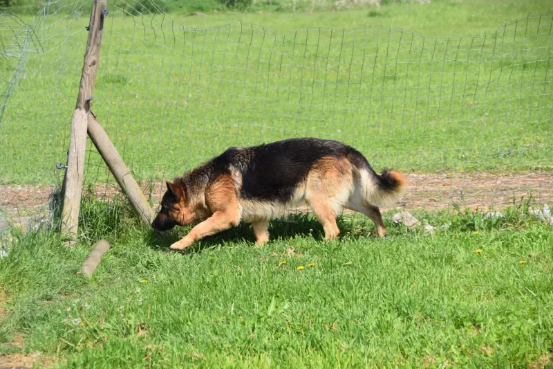 Rex