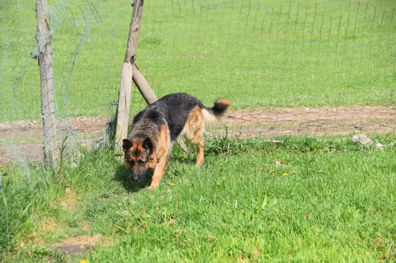 Rex