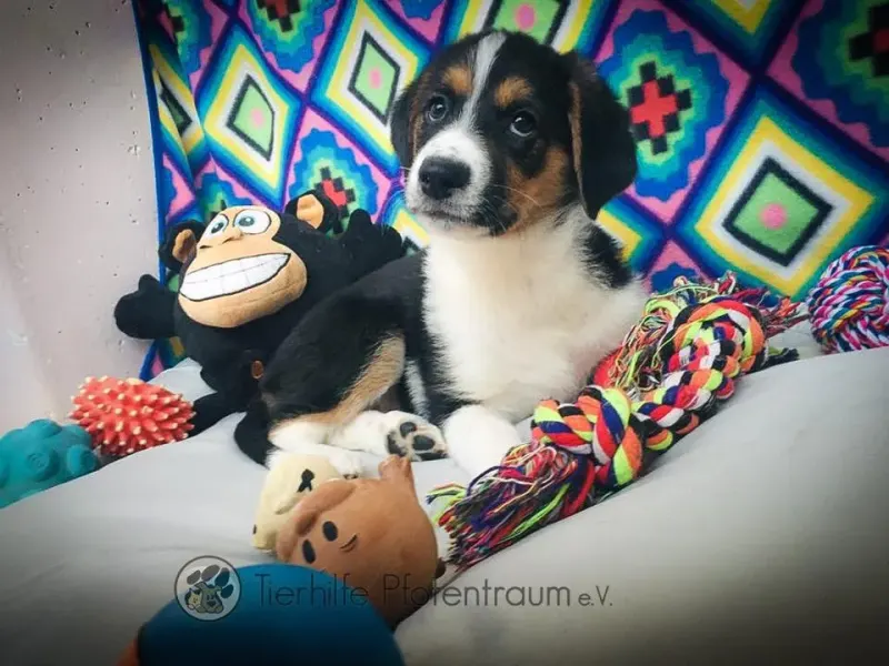 Ria