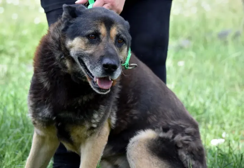 Rini