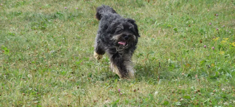 Robert
