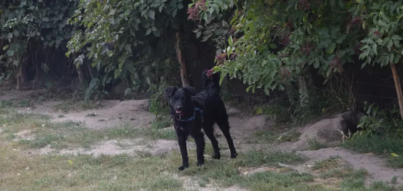 Robi