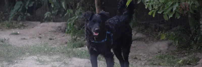 Robi