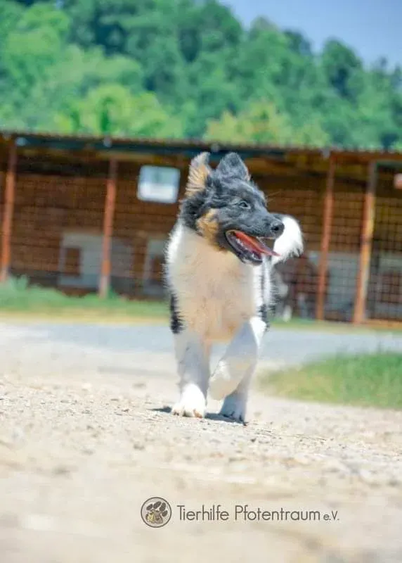 Rocky
