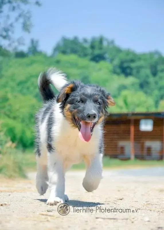 Rocky