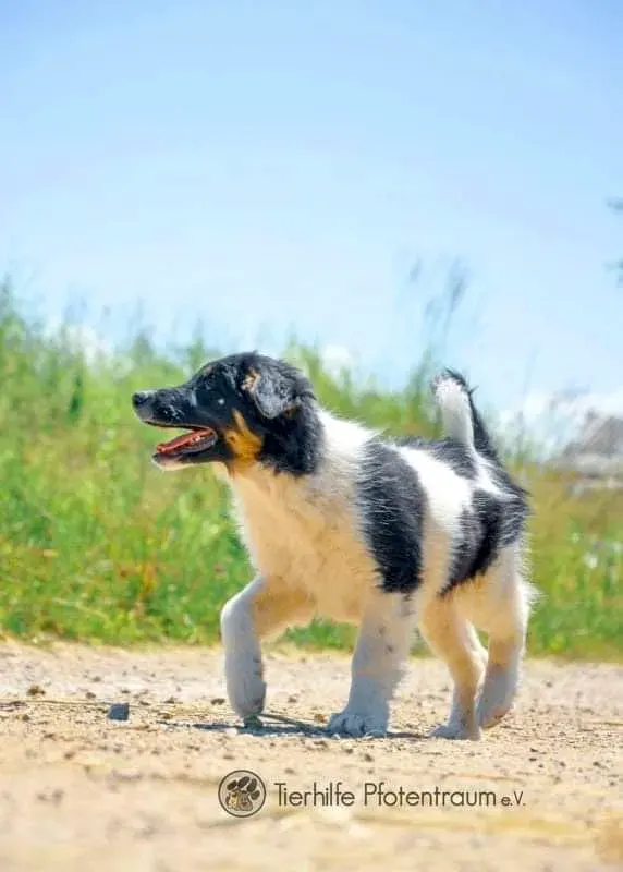 Rocky
