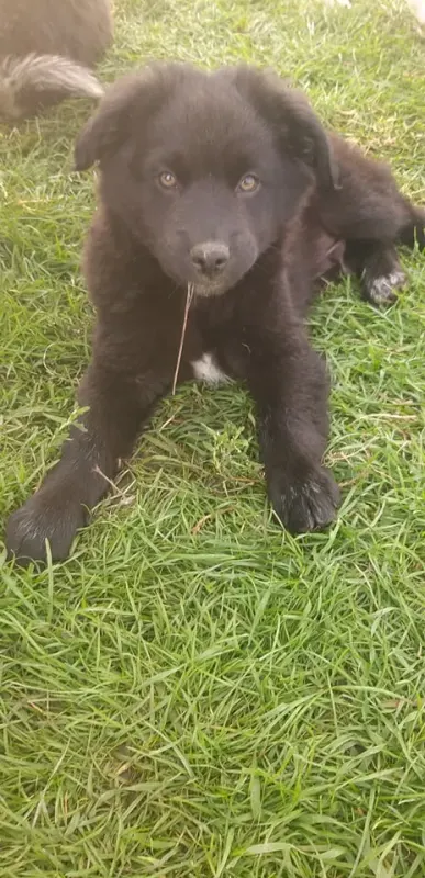 Roco