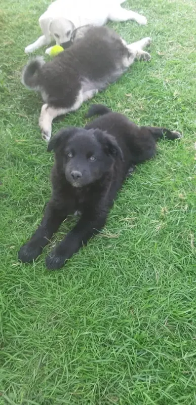 Roco