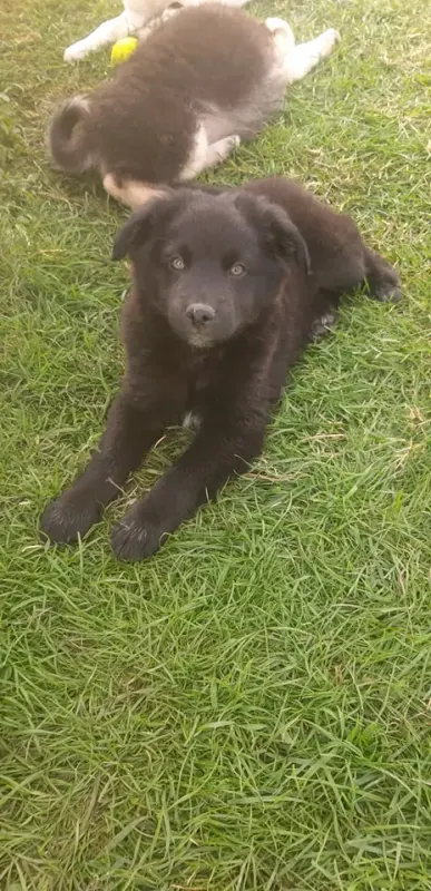 Roco