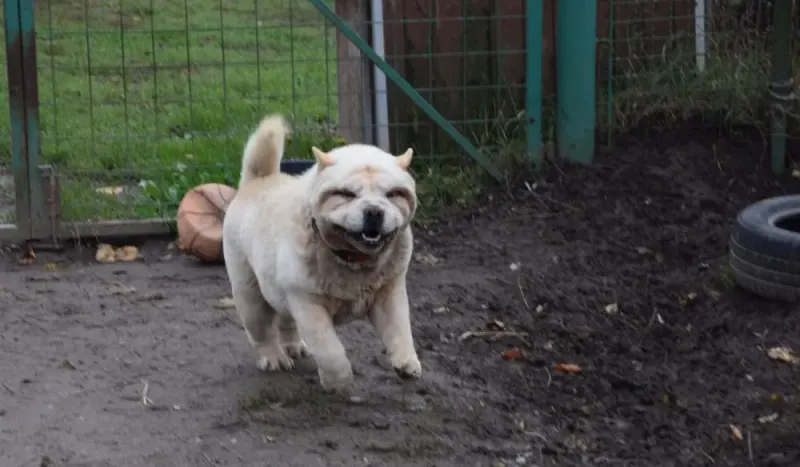 Röfi