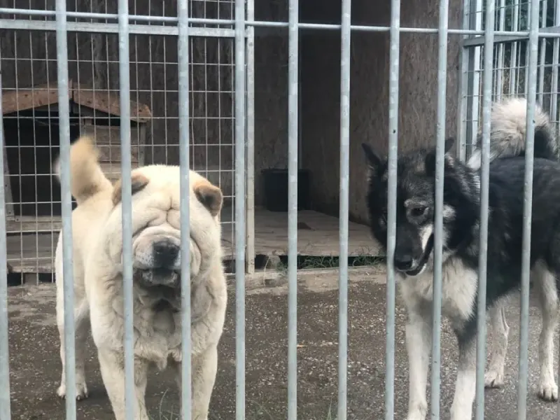 Röfi