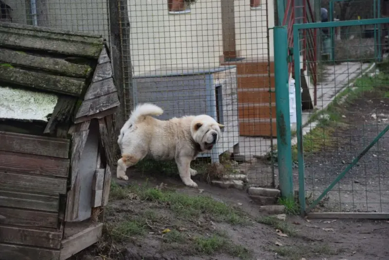 Röfi