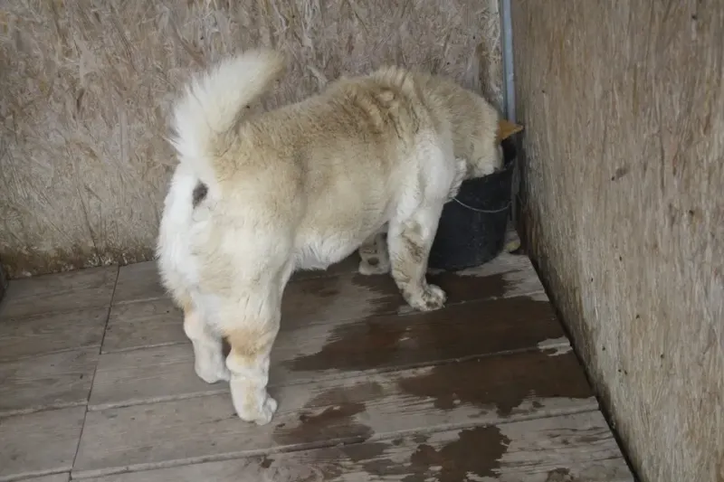 Röfi