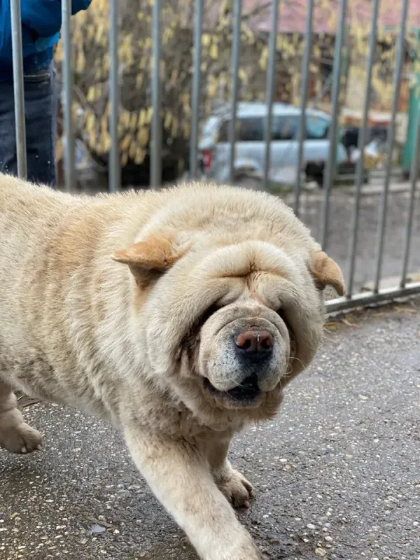 Röfi