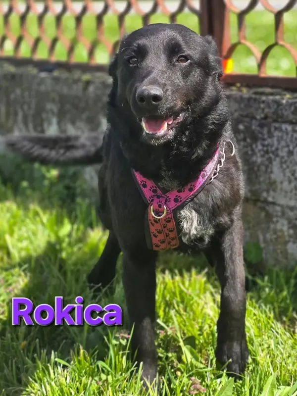 Rokica