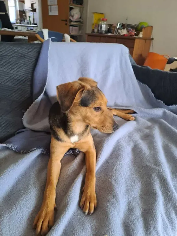 Ronja