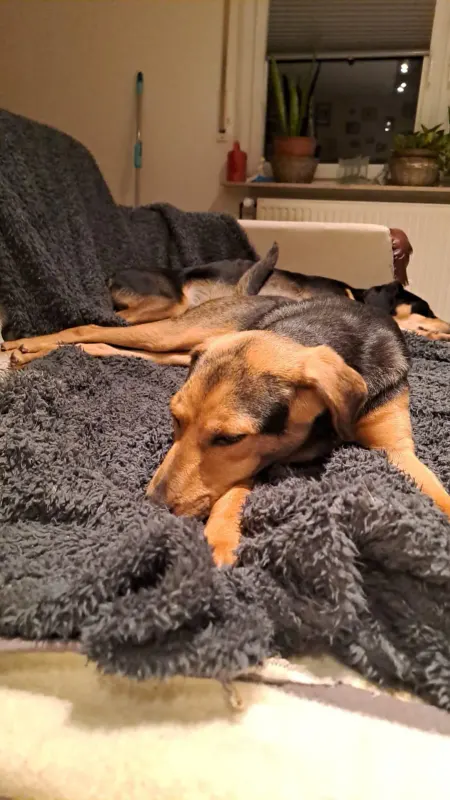 Ronja