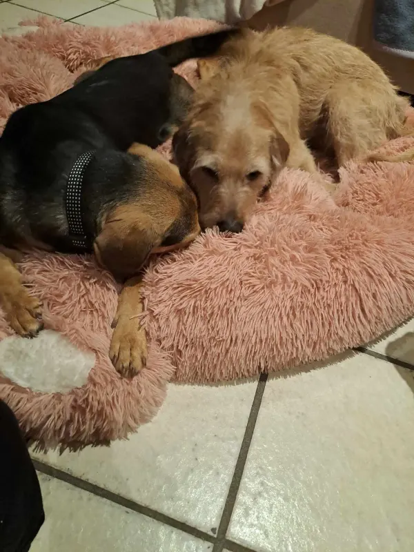 Ronja