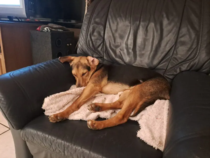 Ronja