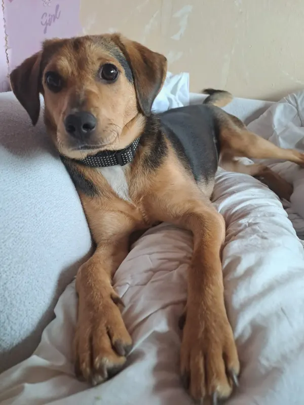 Ronja