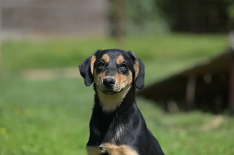 Rosie