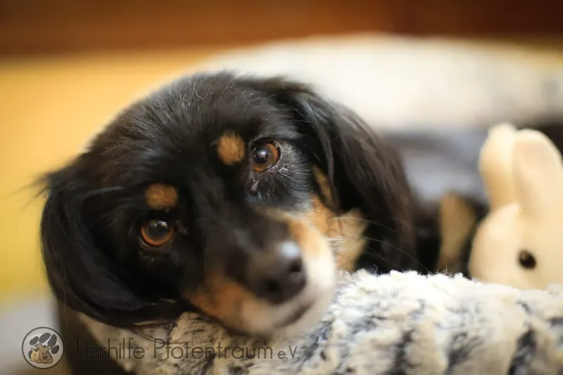 Roxy