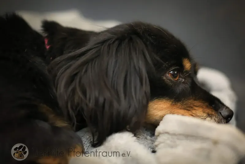 Roxy