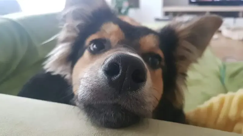 Roxy