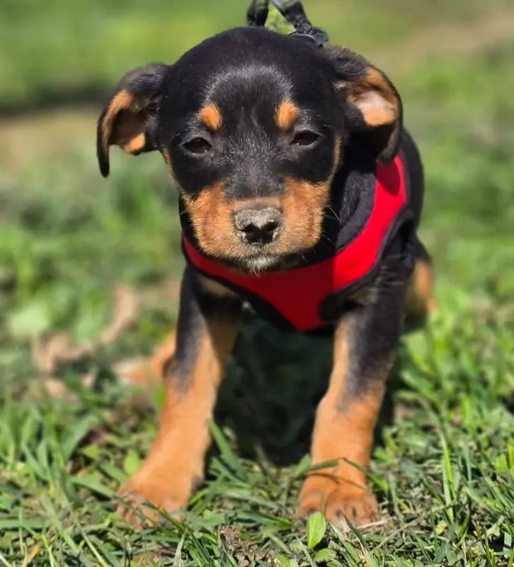 Rubi
