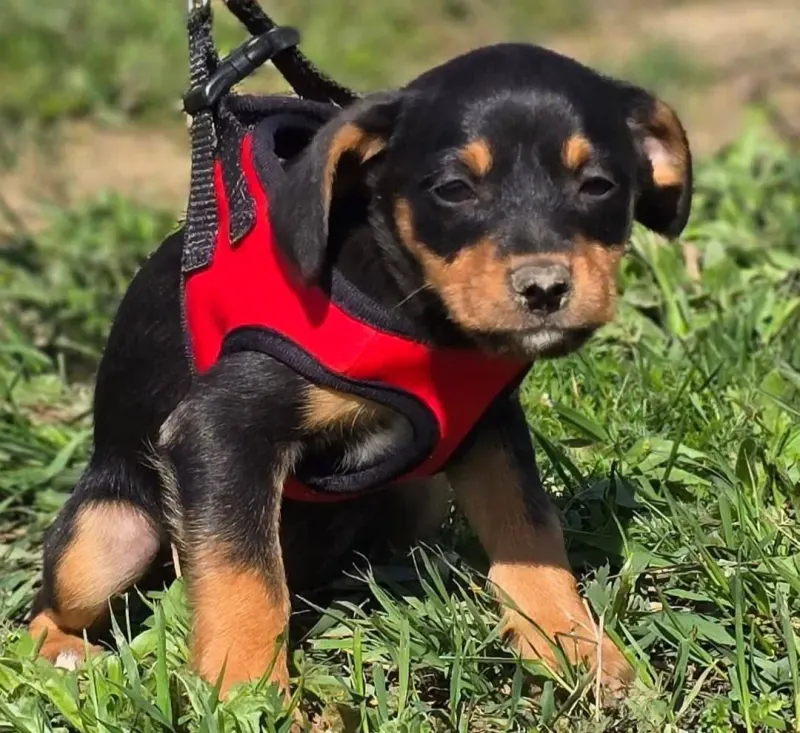 Rubi