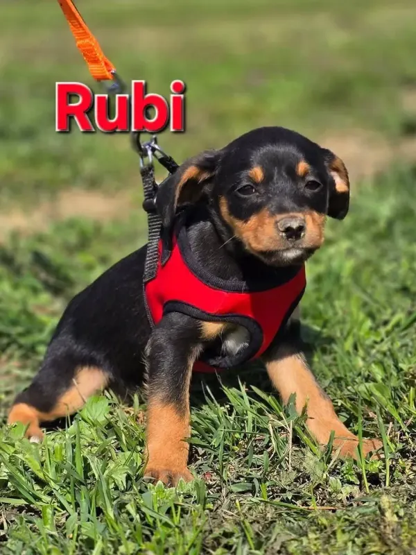 Rubi