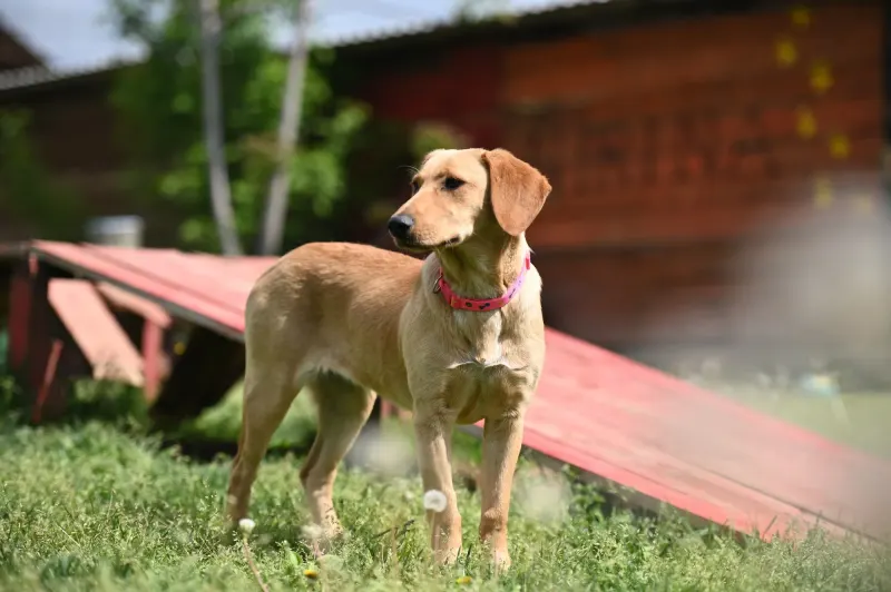 Ruby