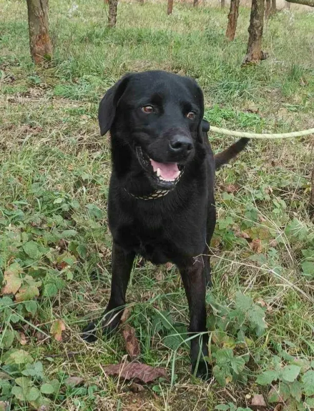 Rudi